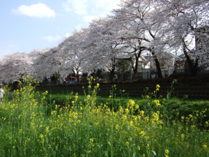 野川の桜と菜の花